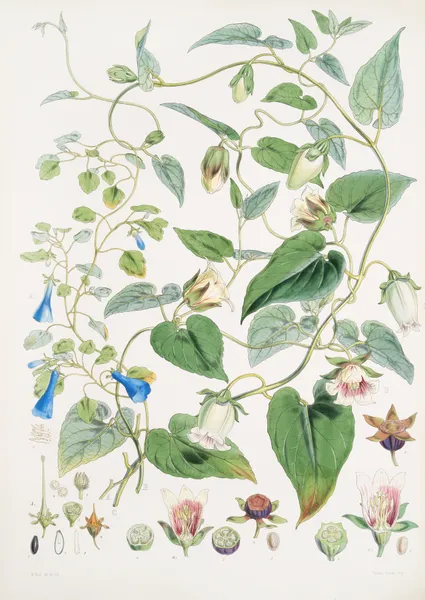 A. C. Gracilis, H. f. et T. ; B. Codonopsis (Campanumcea) Javanica, H.f. et T. C. C. Inflata, H.f. & T. av Walter Hood Fitch