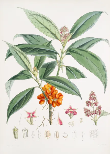 Aucuba Himalaica, H.f. et T. av Walter Hood Fitch