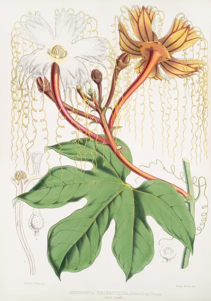 Hodgsonia Heteroclita, Hook. fil. et Thoms. (Male plant), 1855 – nr 1 av Walter Hood Fitch