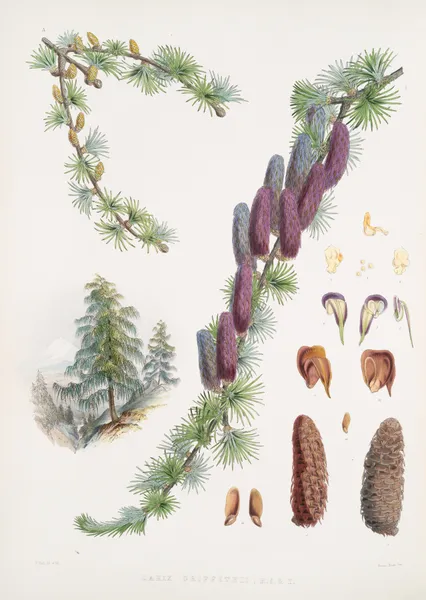 Larix Griffithii, H.f. & T. av Walter Hood Fitch