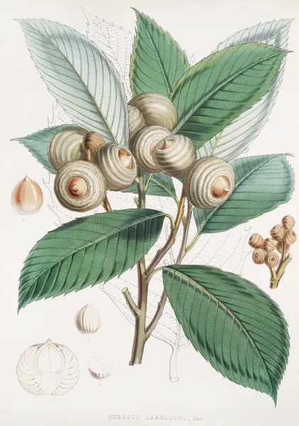 Quercus Lamellosa, Ham. av Walter Hood Fitch