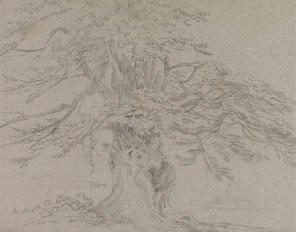 Tree Study av George Howland Beaumont