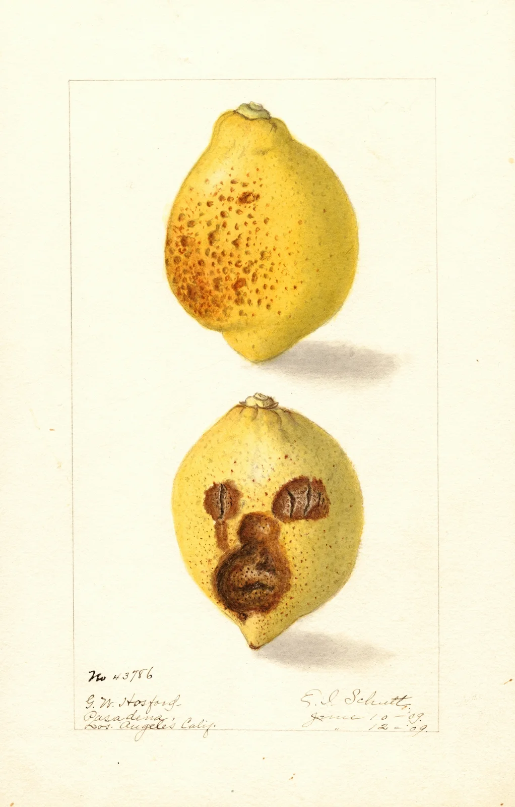 Citrus limon av Ellen Isham Schutt