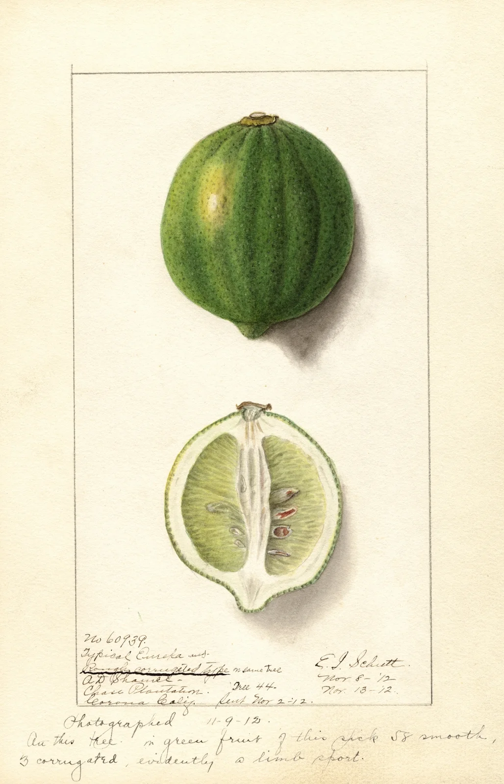 Citrus limon: Eureka av Ellen Isham Schutt