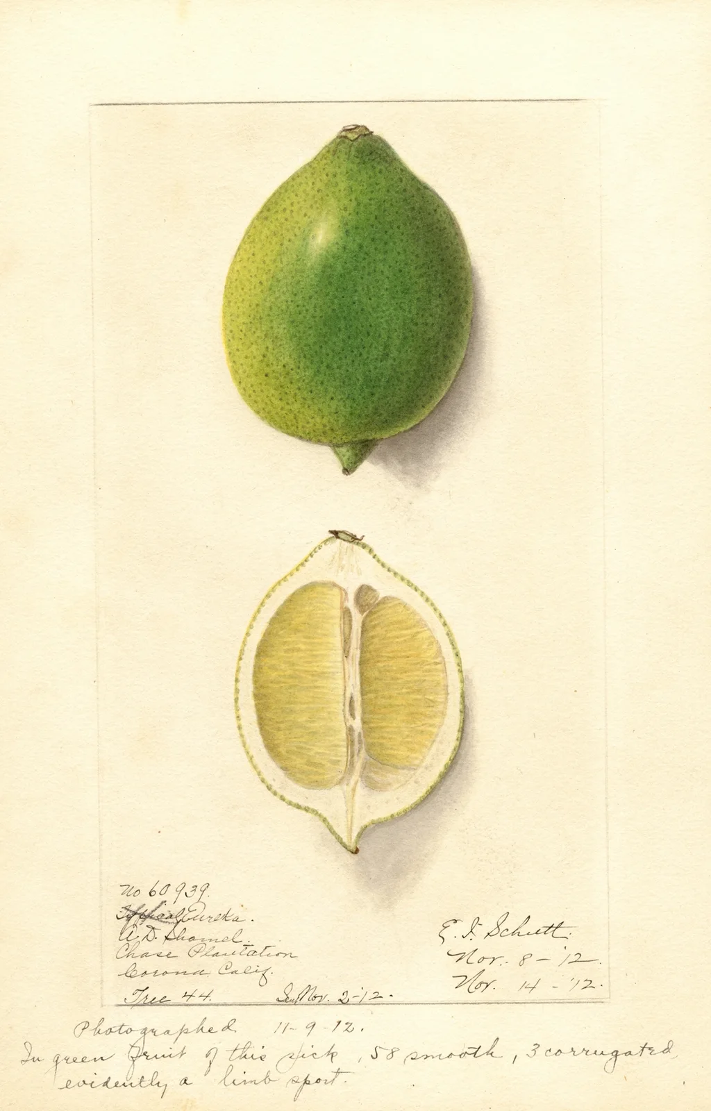 Citrus limon: Eureka av Ellen Isham Schutt