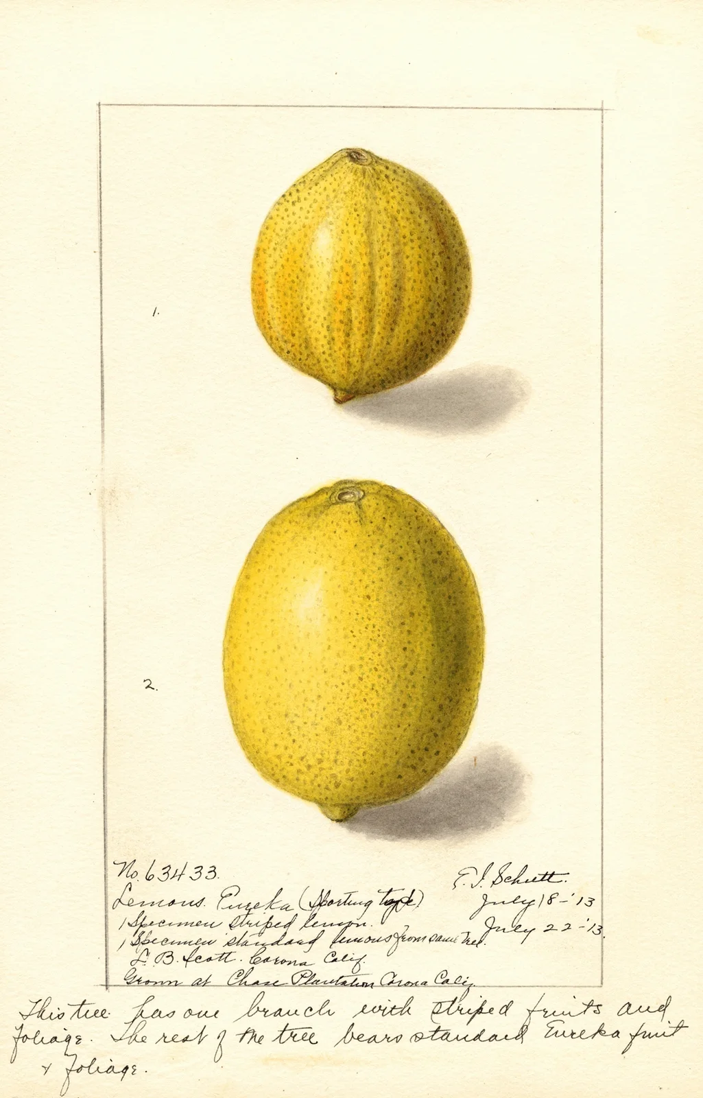Citrus limon: Eureka av Ellen Isham Schutt