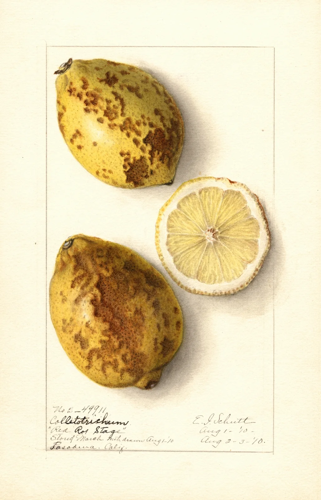 Citrus limon av Ellen Isham Schutt