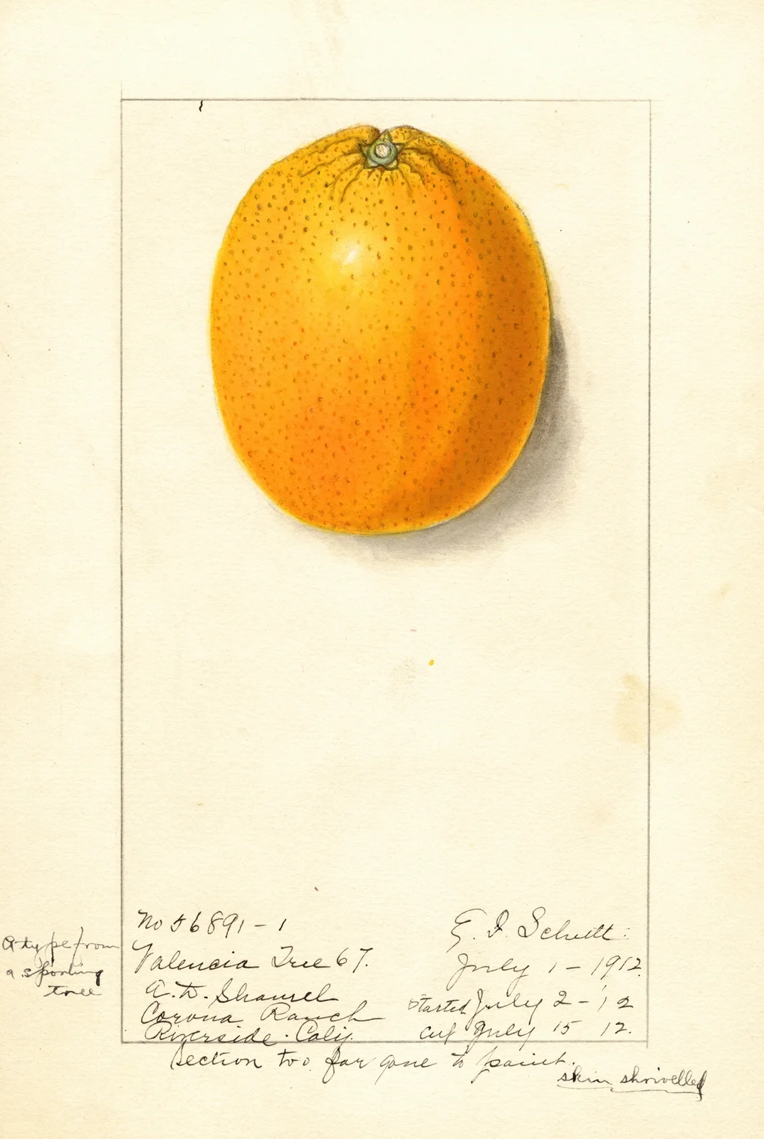 Citrus sinensis: Valencia av Ellen Isham Schutt