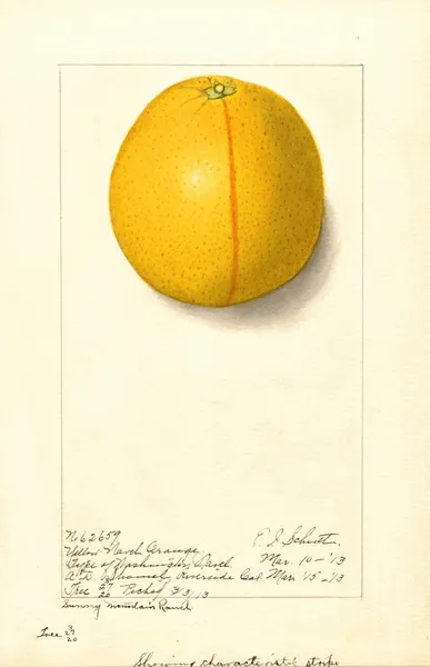 Citrus sinensis: Washington Navel av Ellen Isham Schutt