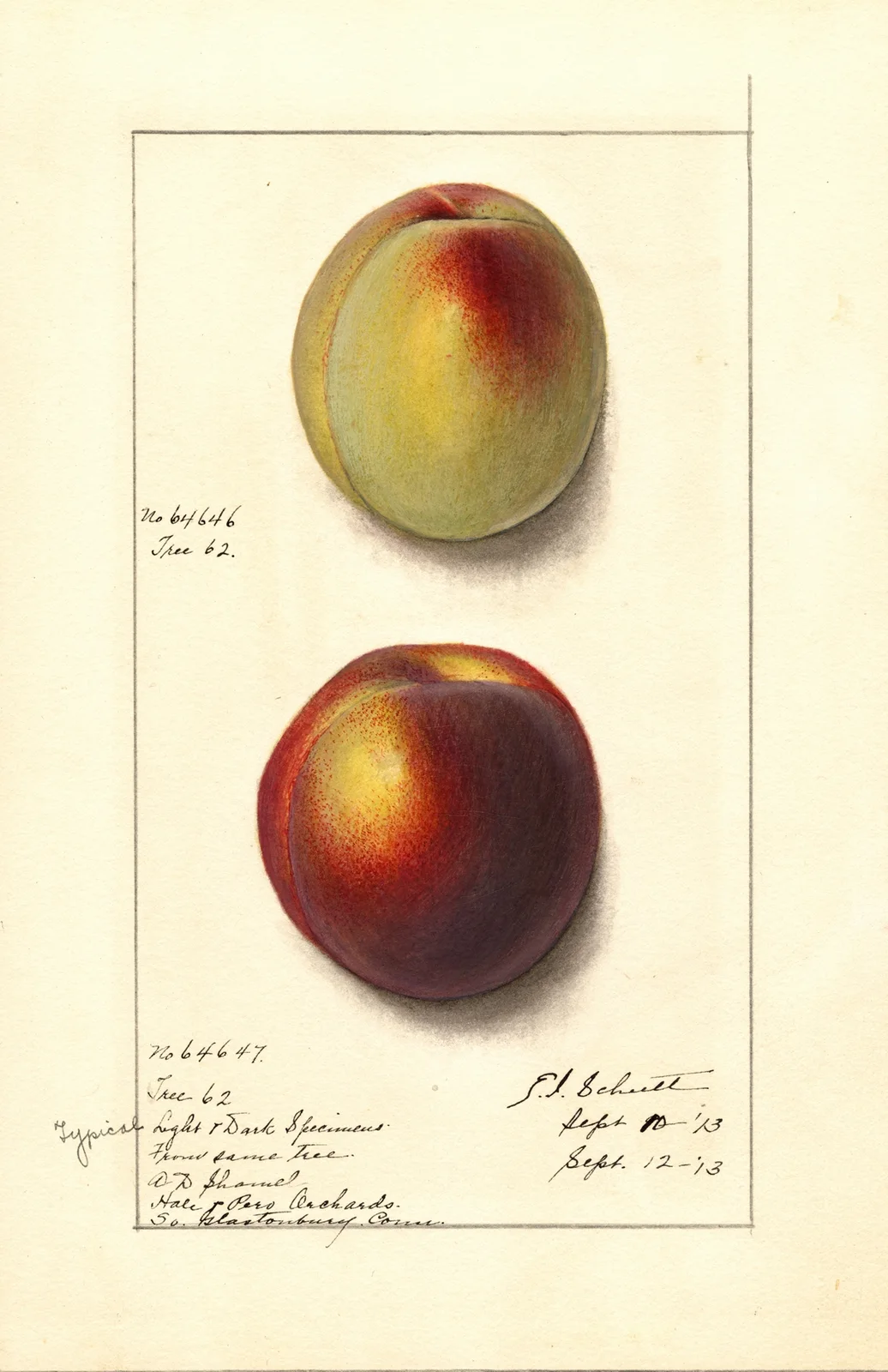 Prunus persica av Ellen Isham Schutt