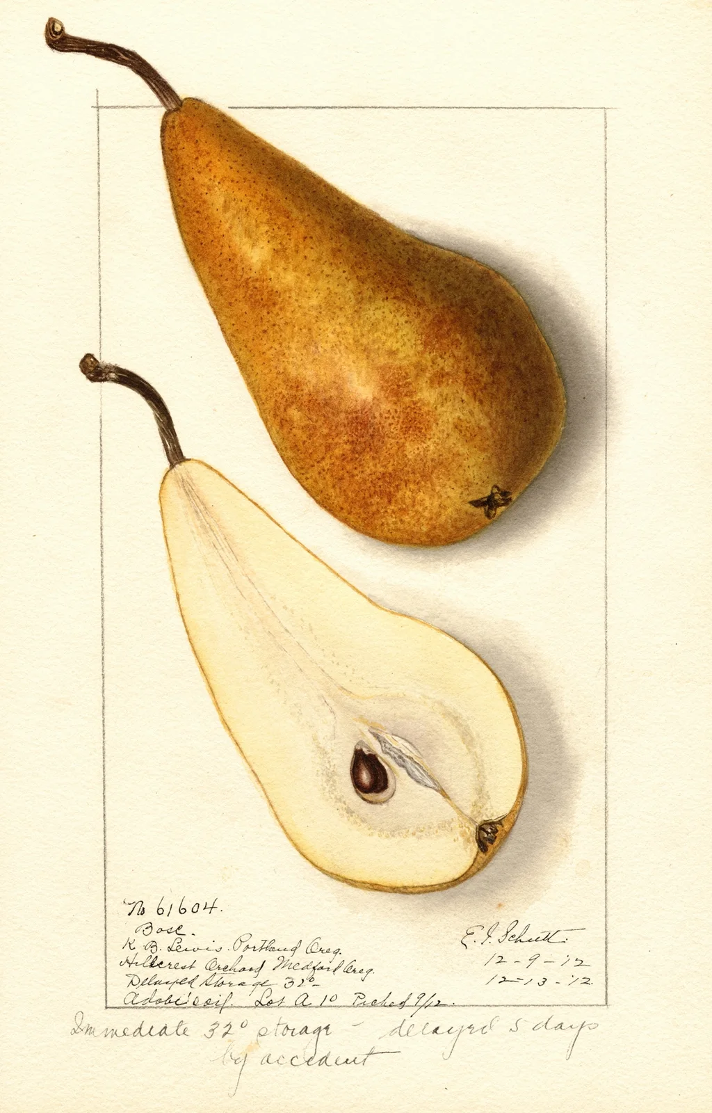 Pyrus communis: Bosc av Ellen Isham Schutt