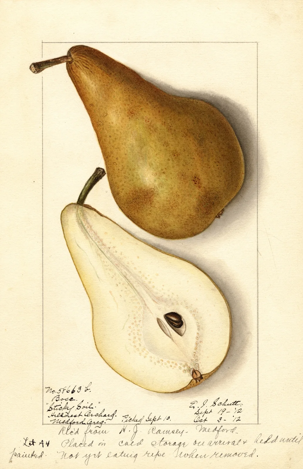 Pyrus communis: Bosc av Ellen Isham Schutt