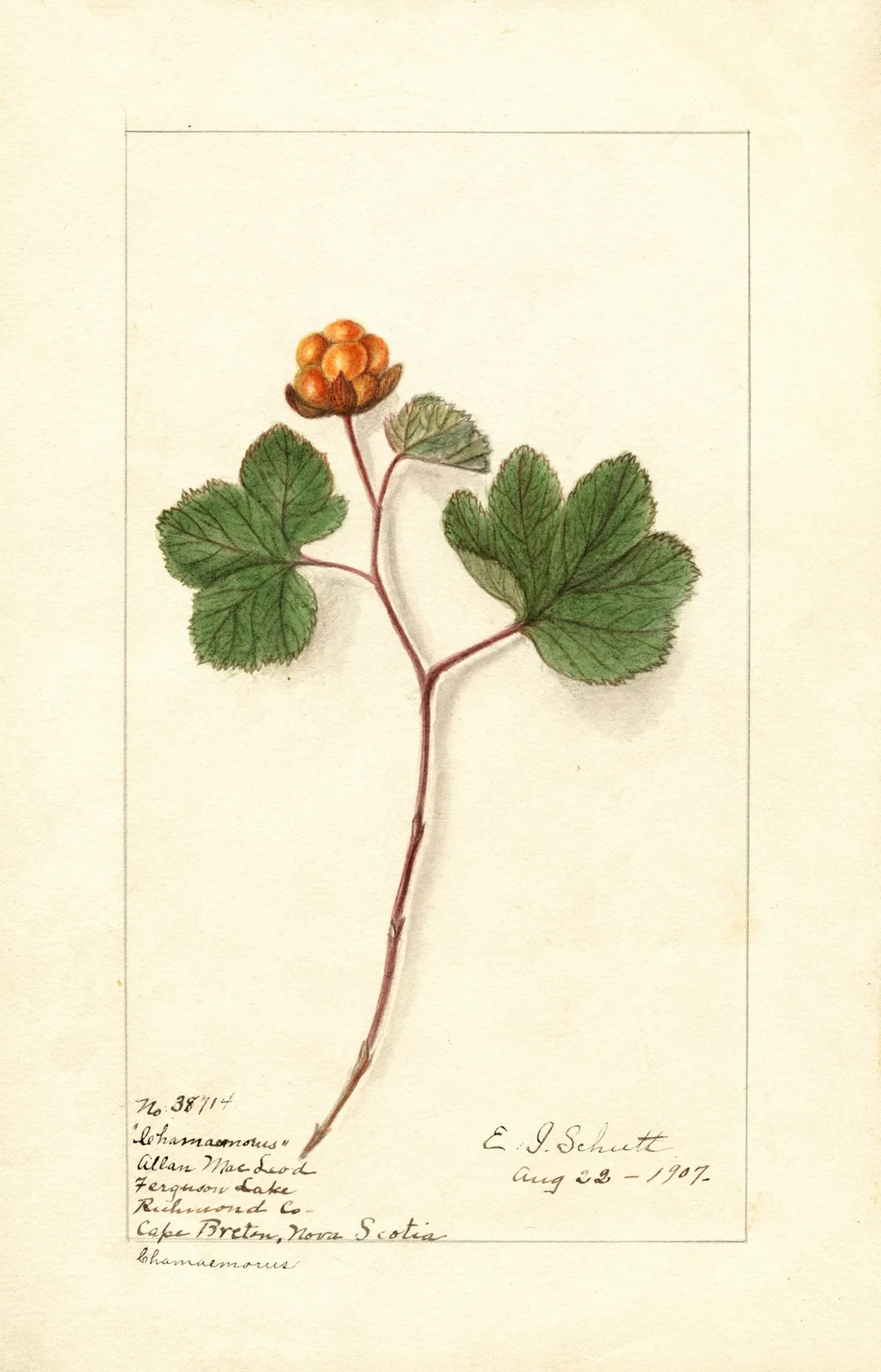 Rubus chamaemorus av Ellen Isham Schutt