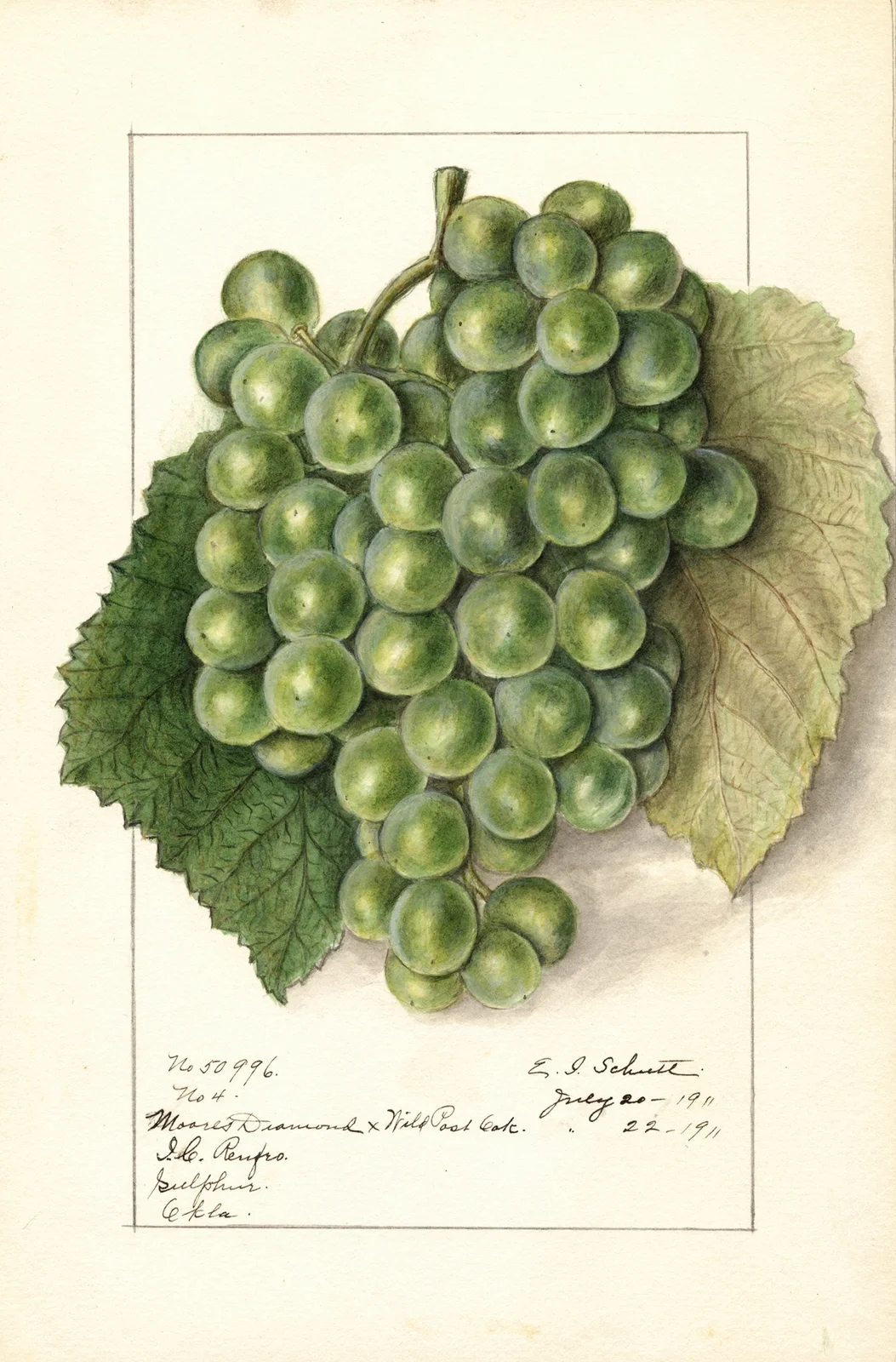 Vitis av Ellen Isham Schutt