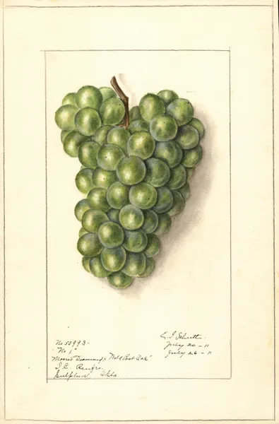 Vitis av Ellen Isham Schutt
