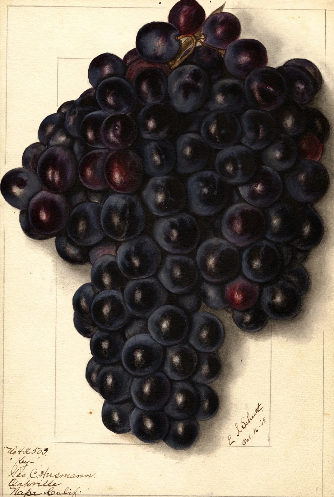 Vitis: Key av Ellen Isham Schutt