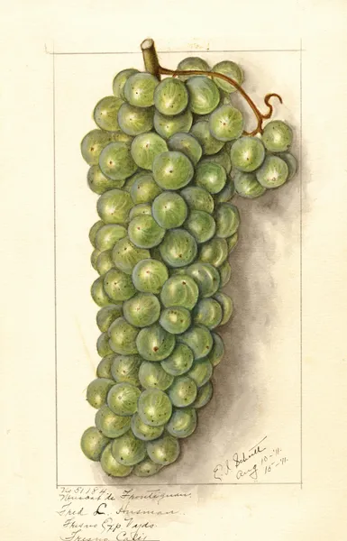 Vitis: Muscat de Frontignan av Ellen Isham Schutt