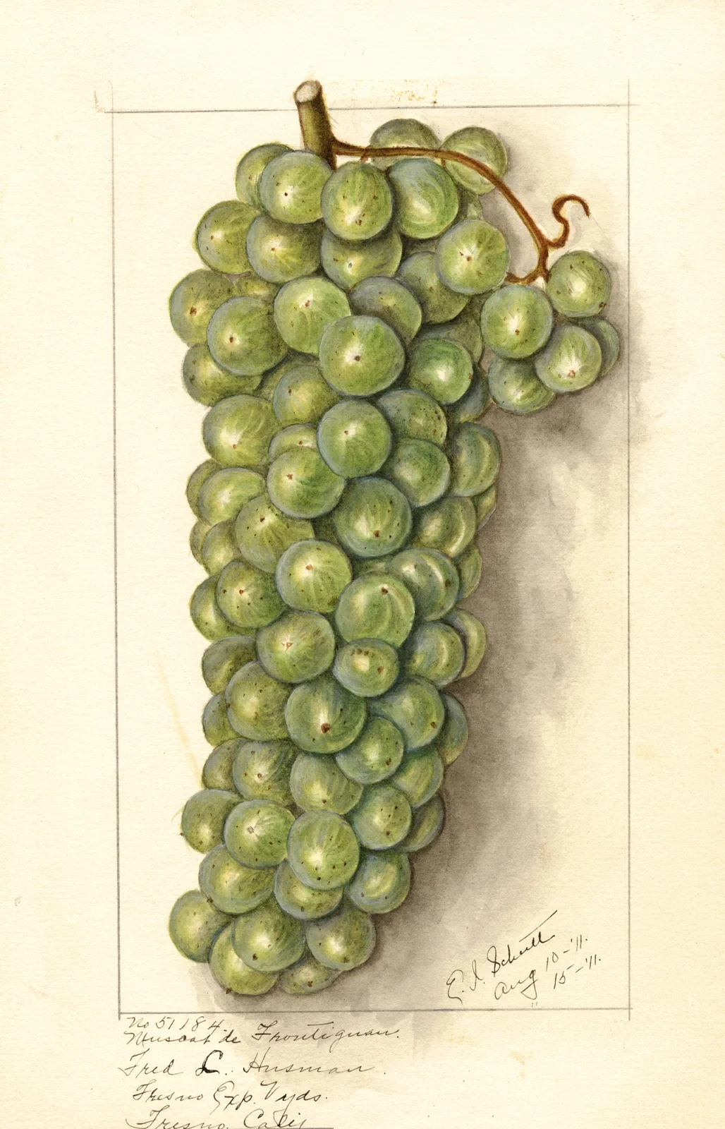Vitis: Muscat de Frontignan av Ellen Isham Schutt