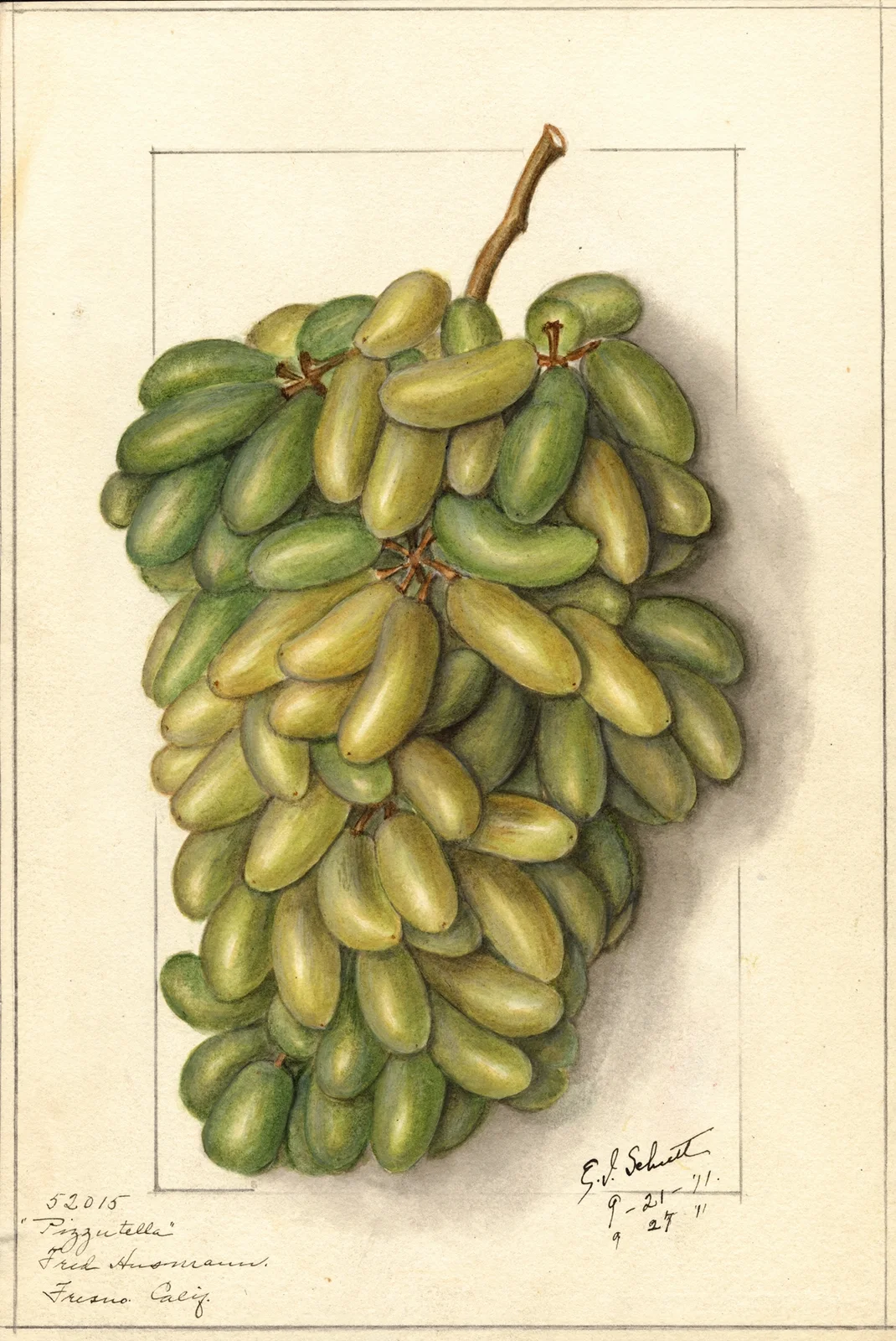 Vitis: Pizzutella av Ellen Isham Schutt