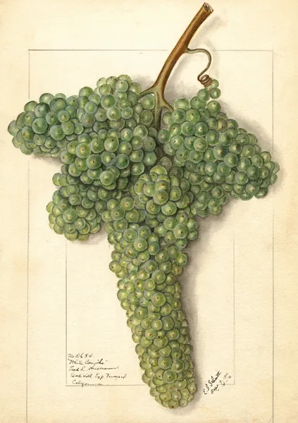 Vitis: White Corinthe av Ellen Isham Schutt