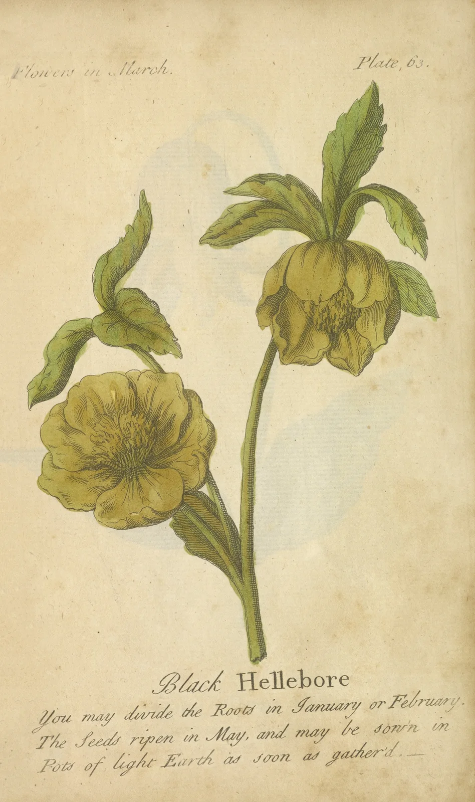 Black Hellebore av J. Duke