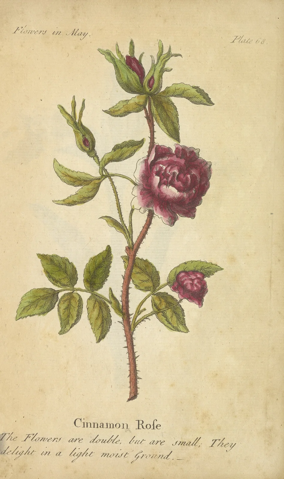 Cinnamon Rose av J. Duke