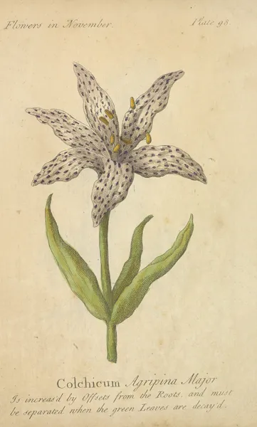 Colchium Agripina Major av J. Duke