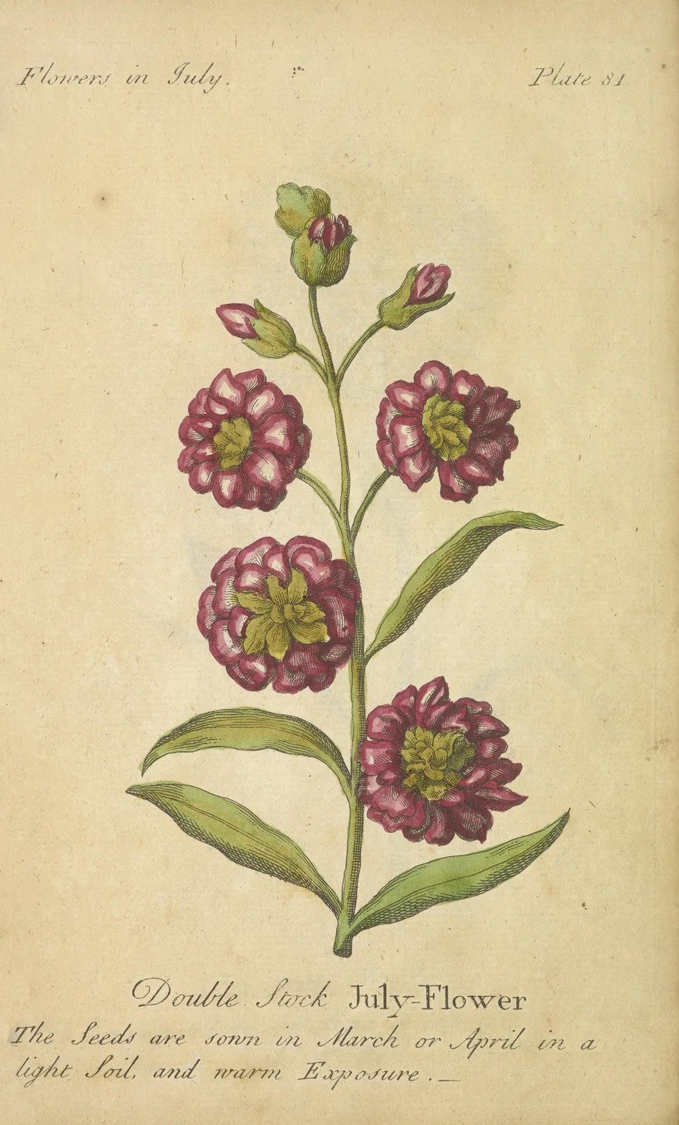 Double Stock July-Flower av J. Duke