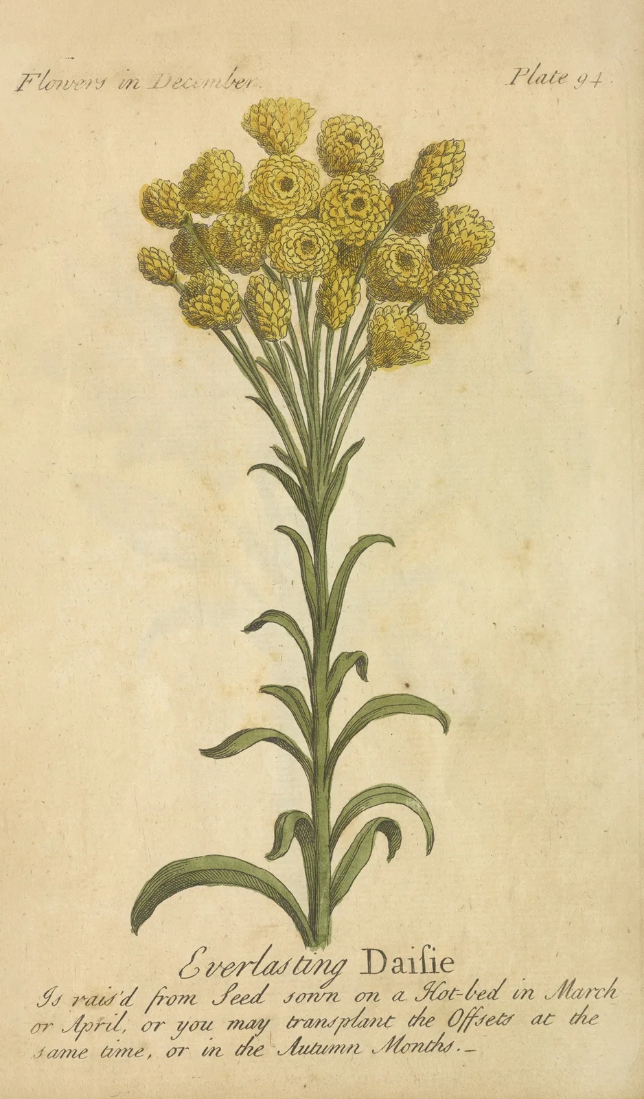 Everlasting Daisie av J. Duke