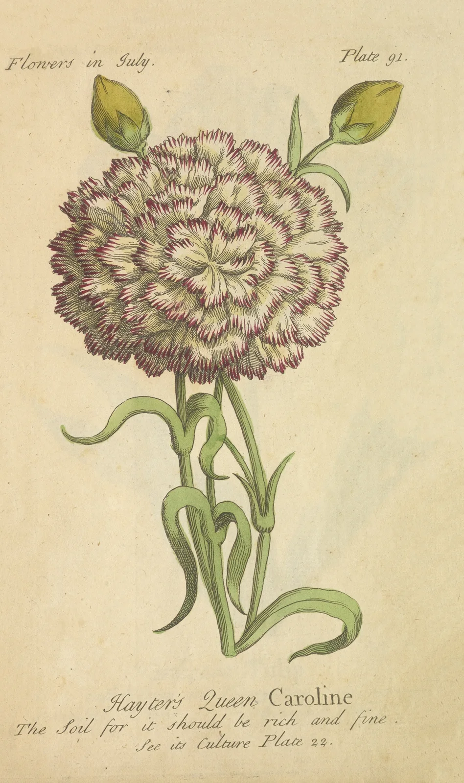 Hayter’s Queen Caroline av J. Duke
