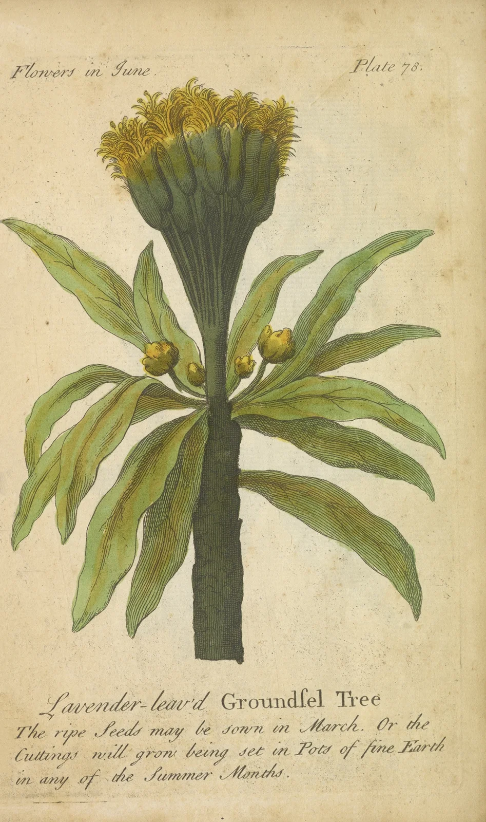 Lavender-leaved Groundsel Tree av J. Duke