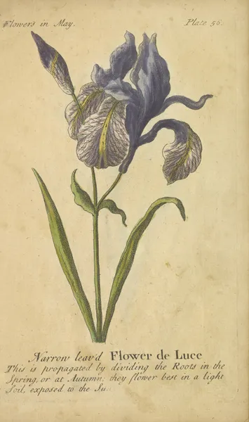 Narrow leaved Flower de Luce av J. Duke