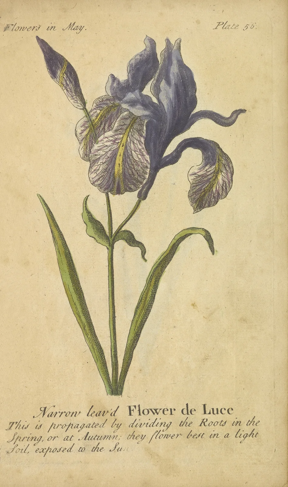 Narrow leaved Flower de Luce av J. Duke