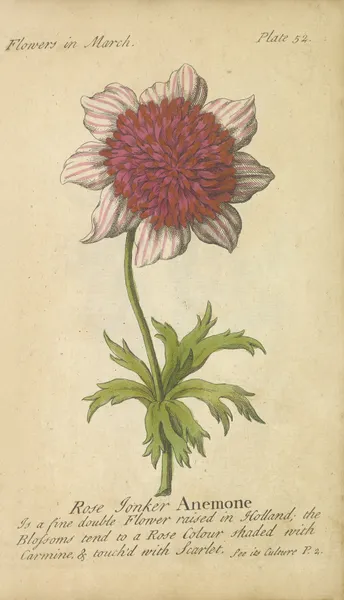 Rose Tonker Anemone av J. Duke
