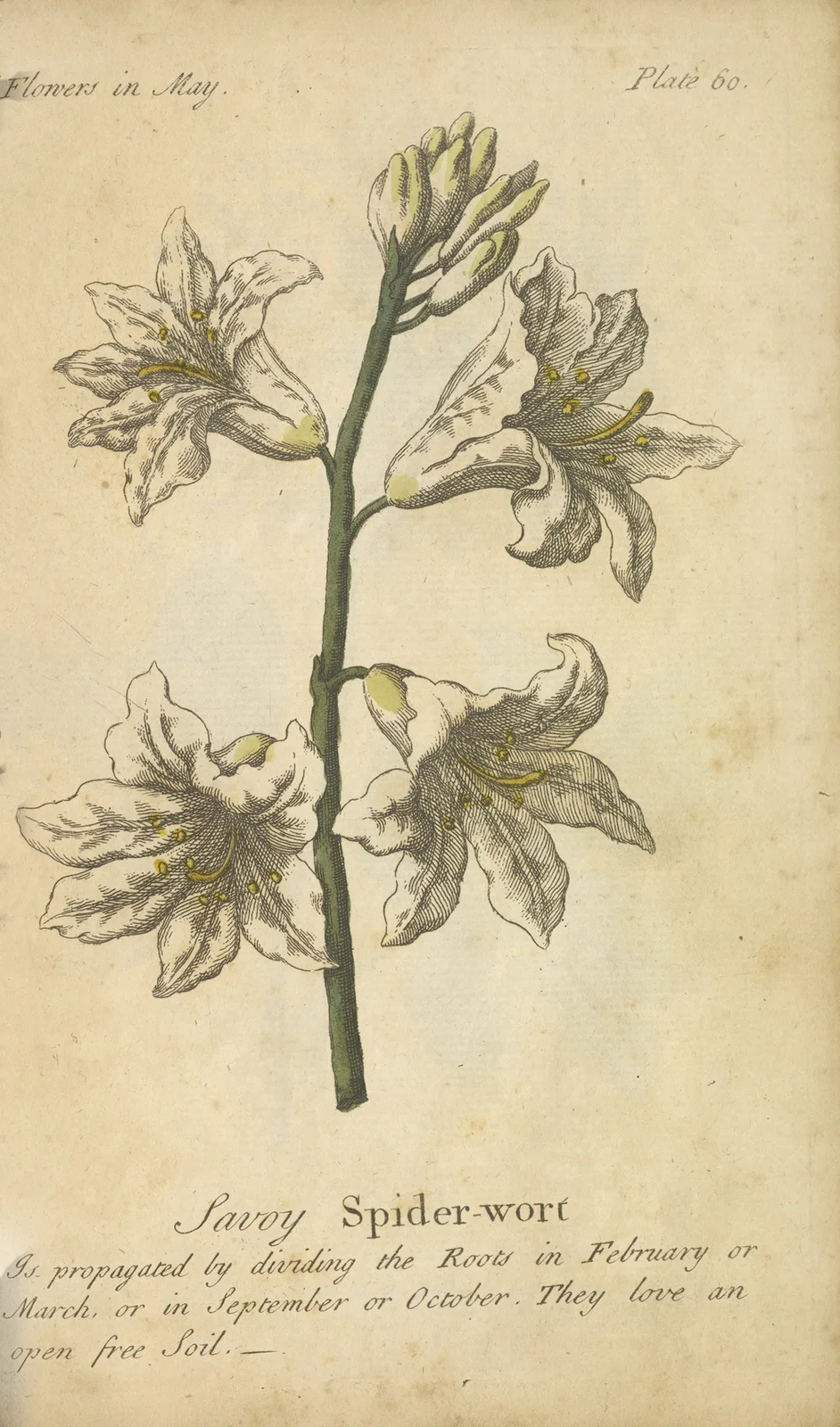 Savoy Spider-wort av J. Duke