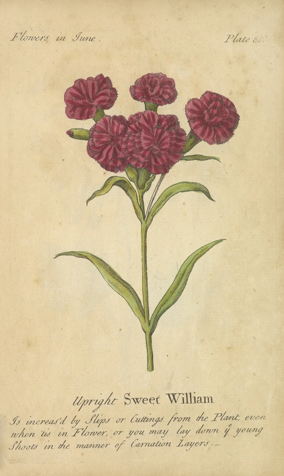 Upright Sweet William av J. Duke