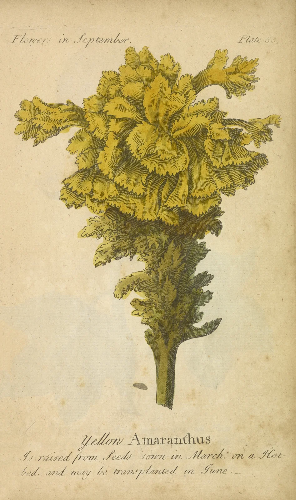 Yellow Amaranthus av J. Duke
