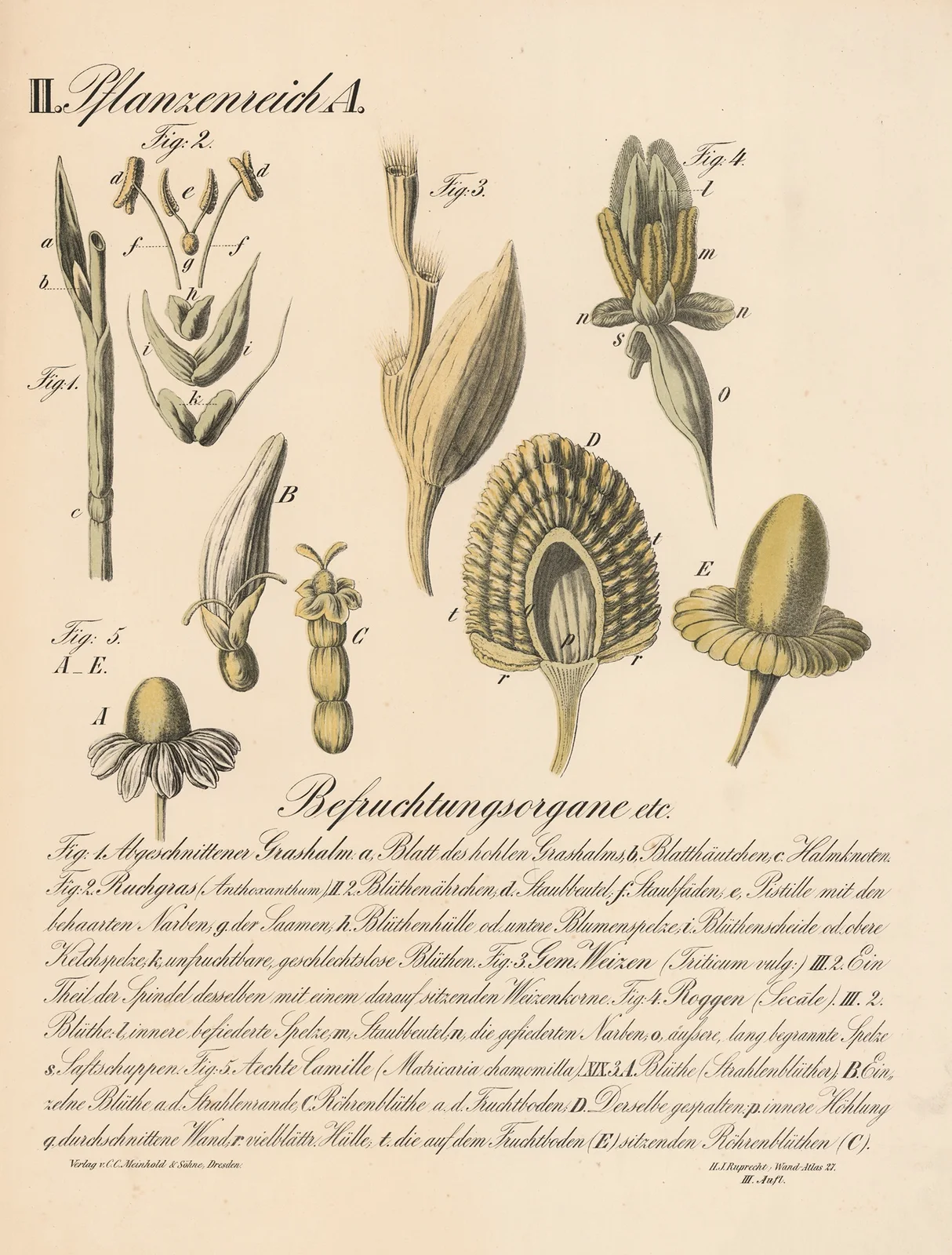 Befruchtungsorgane etc. av H.J. Ruprecht