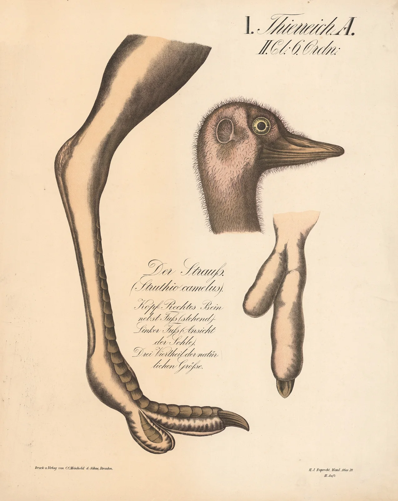 Der Strauss. (Struthio camelus) av H.J. Ruprecht