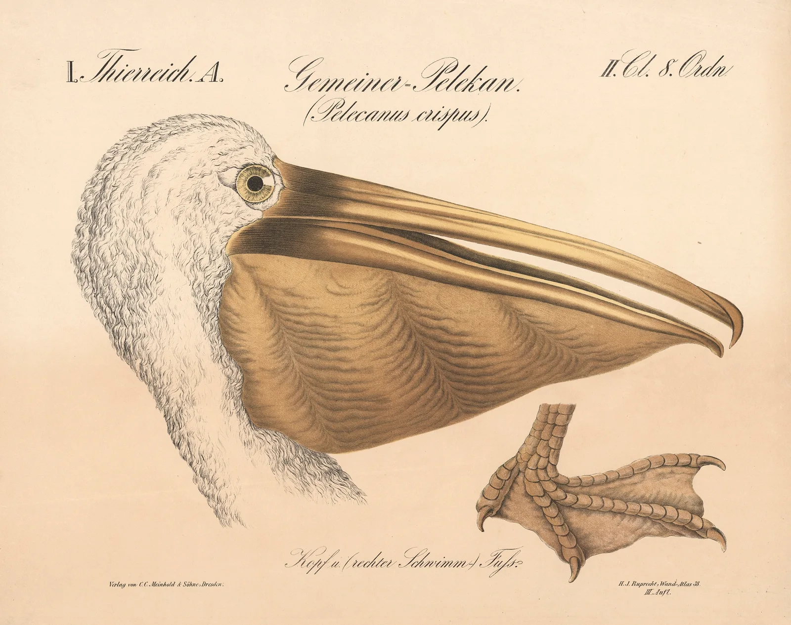 Gemeiner=Pelikan. (Pelecanus crispus) av H.J. Ruprecht