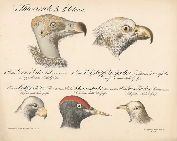 Grauer Geier … Weissköpf. Fischadler … Rothfüss. Falke … Schwarzspecht … Gem. Kuckuck … av H.J. Ruprecht