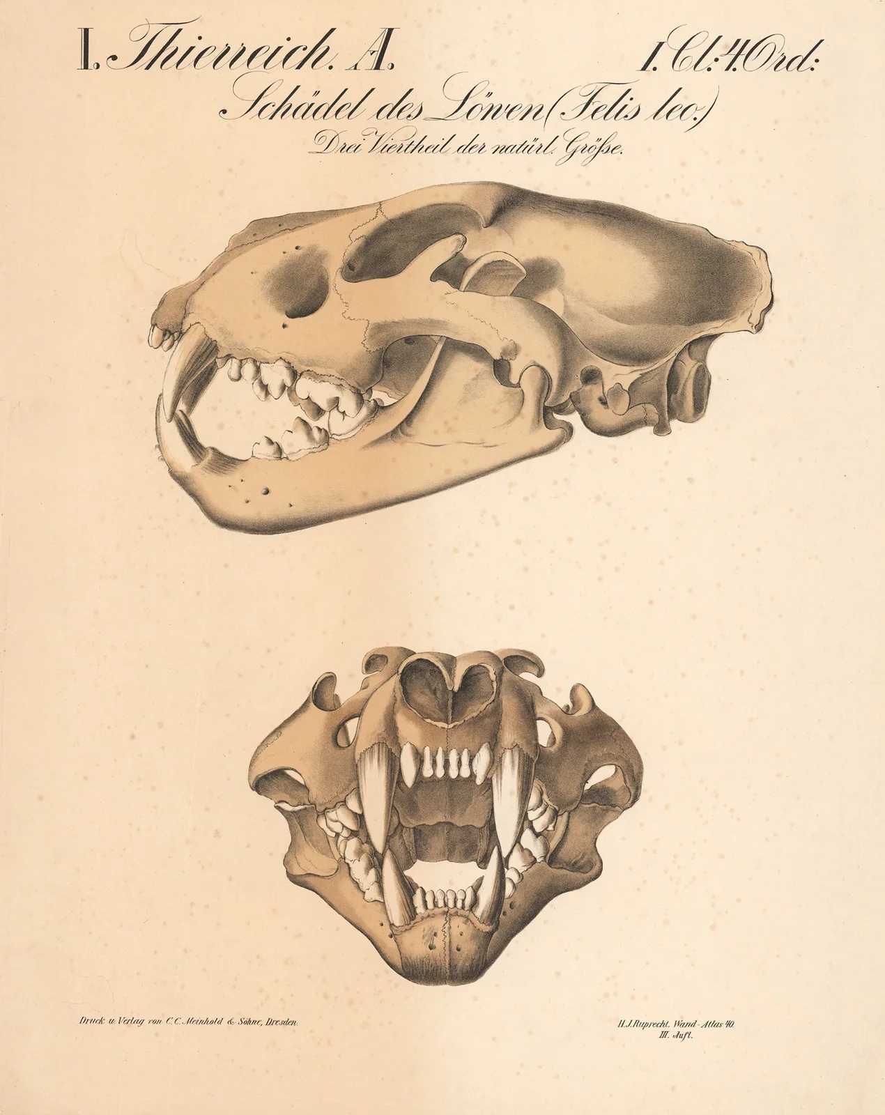 Schädel des Löwen (Felis leo.) av H.J. Ruprecht