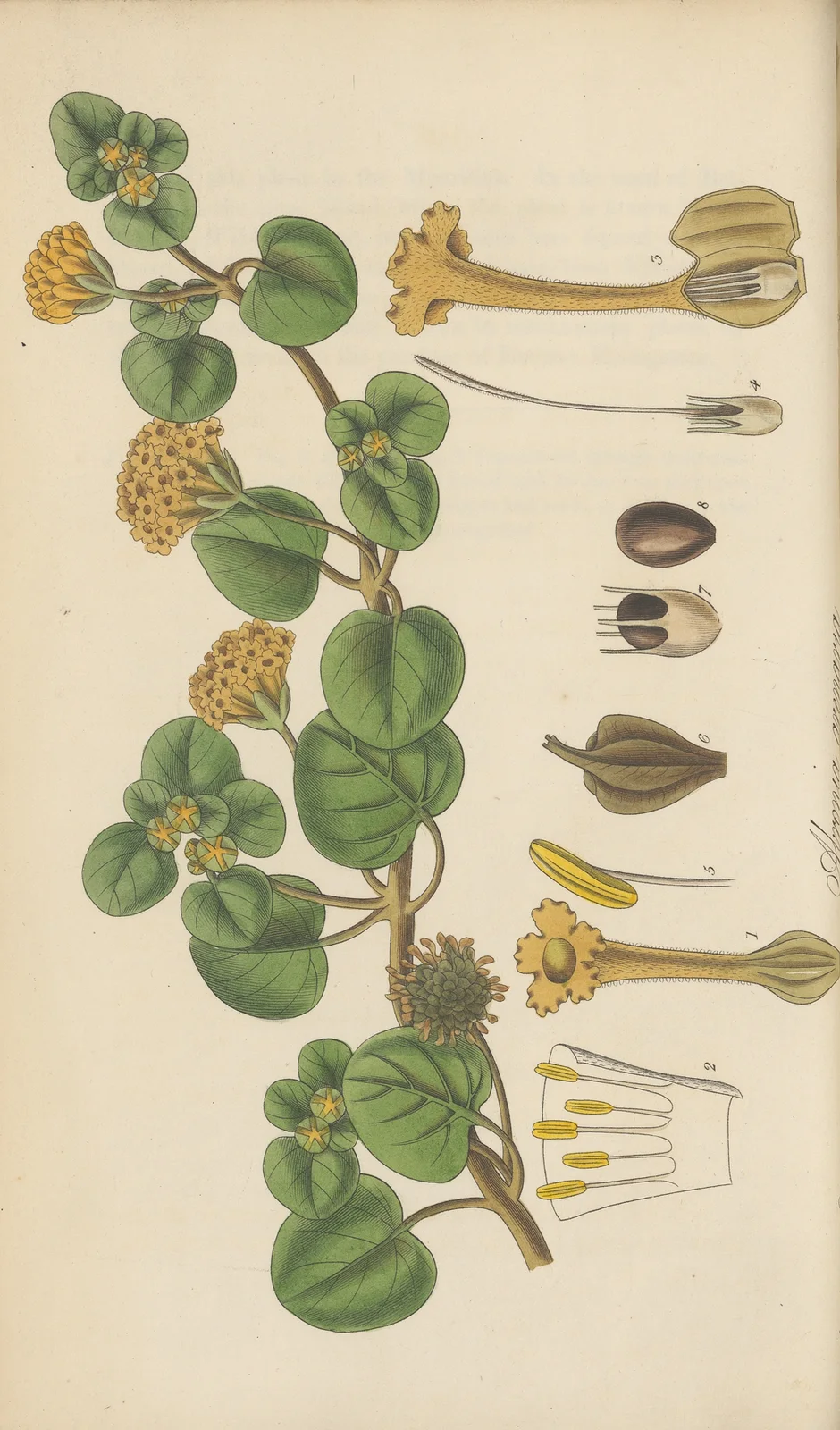 Abronia arenaria av William Jackson Hooker