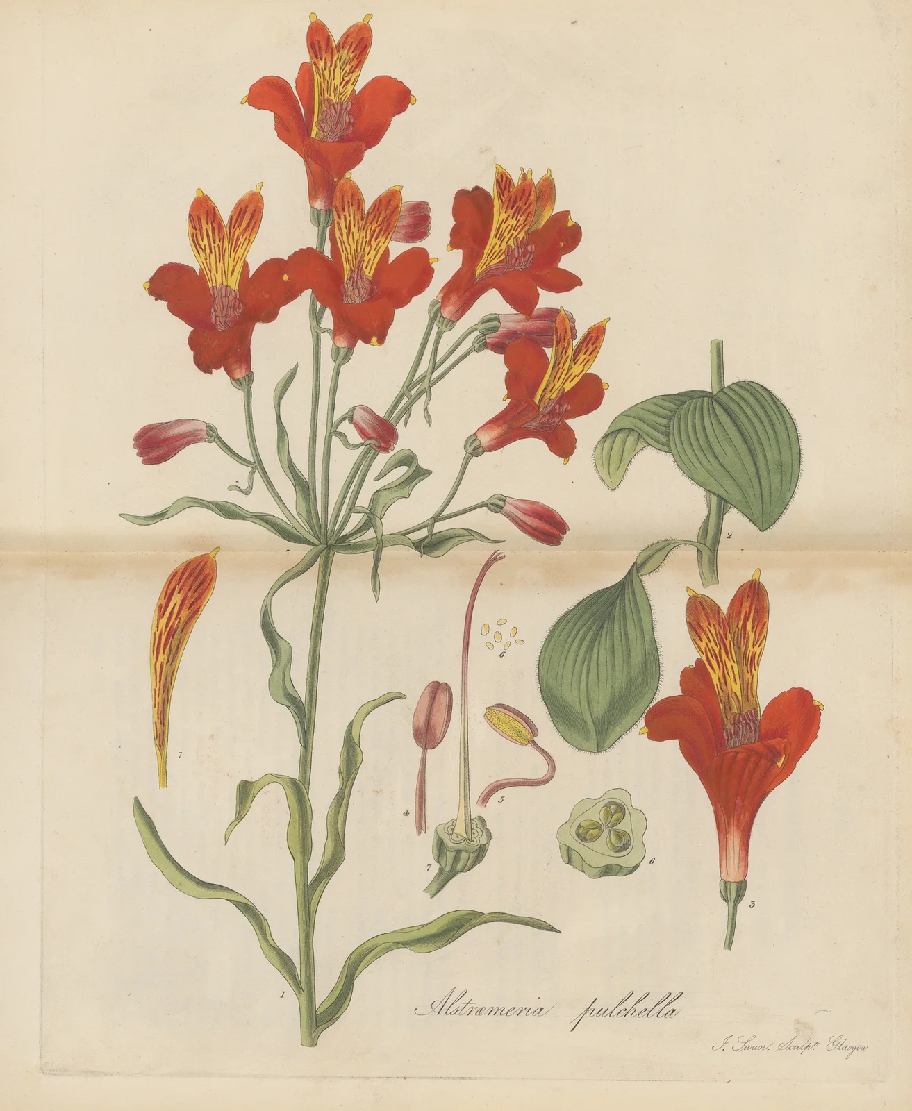 Alstroemeria pulchella av William Jackson Hooker