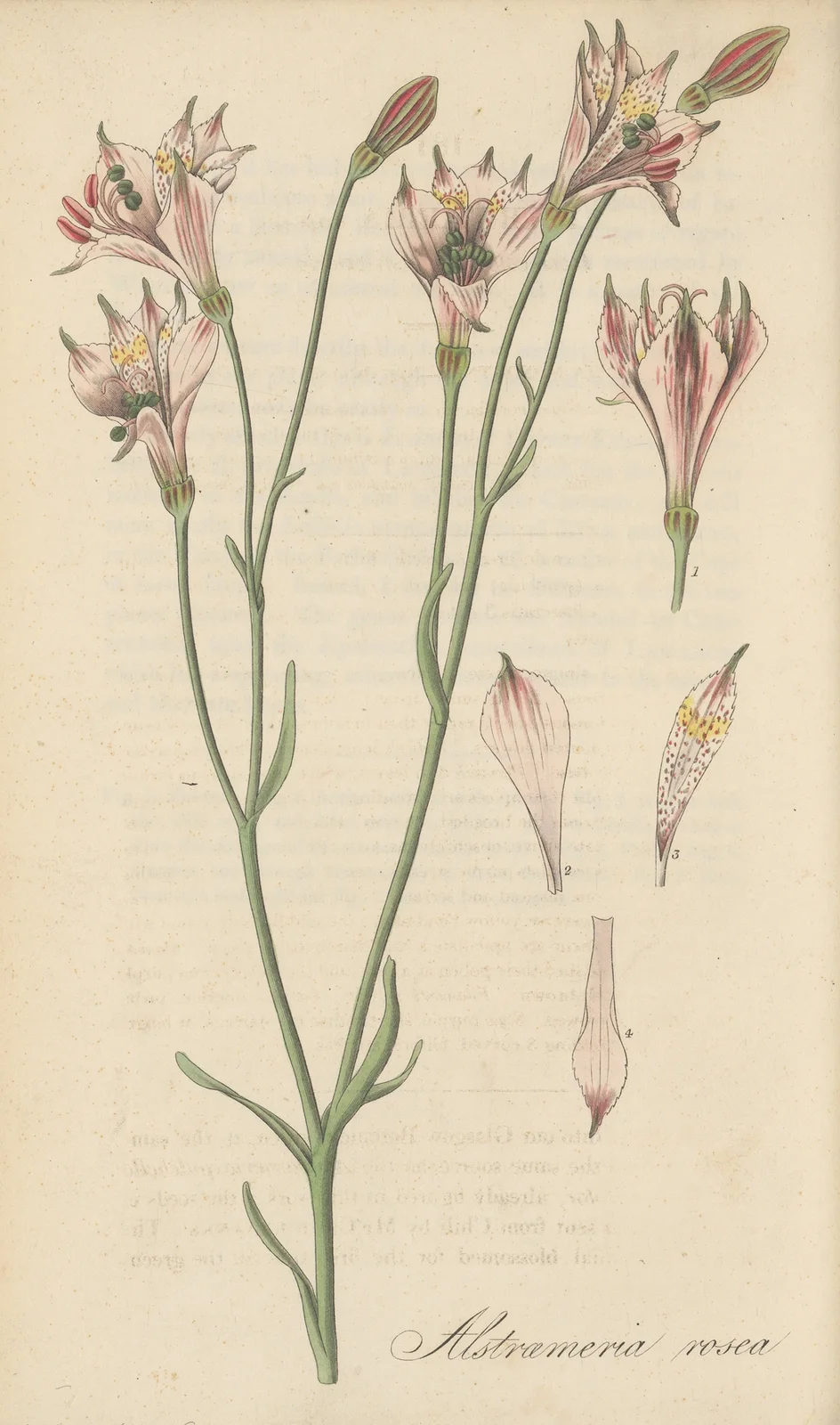 Alstroemeria rosea av William Jackson Hooker