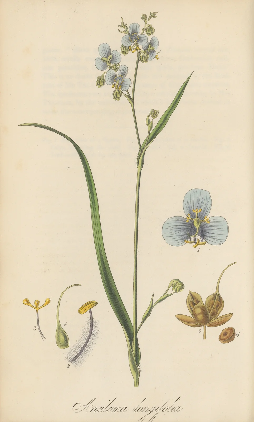 Aneilema longifolia av William Jackson Hooker
