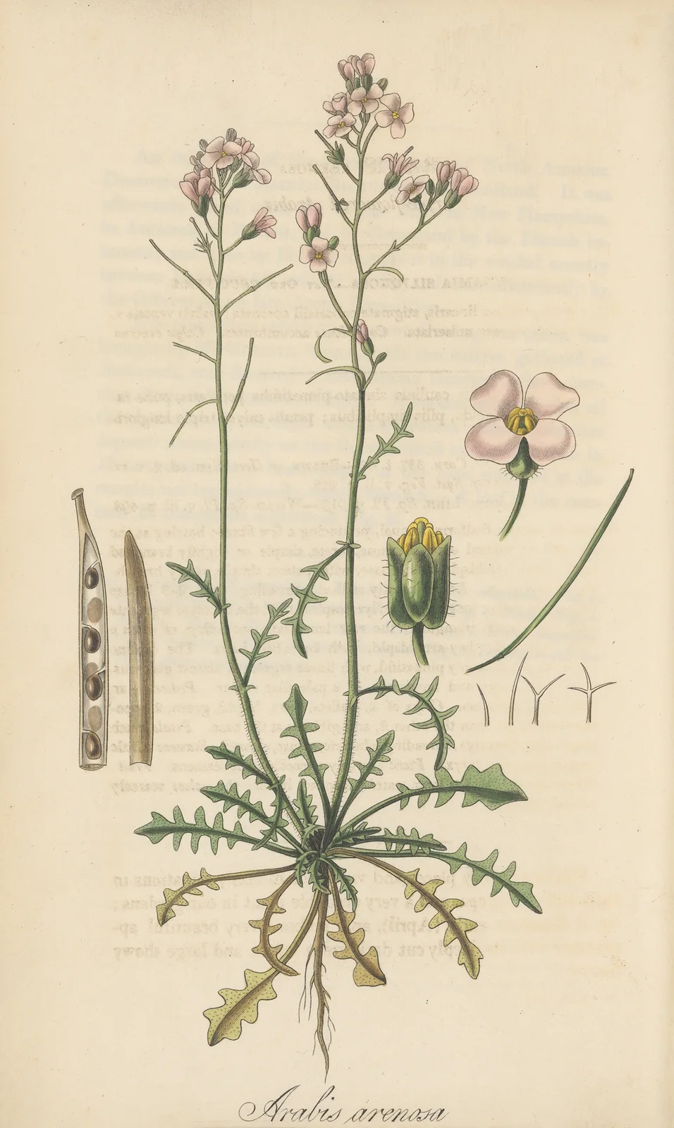 Arabis arenosa av William Jackson Hooker