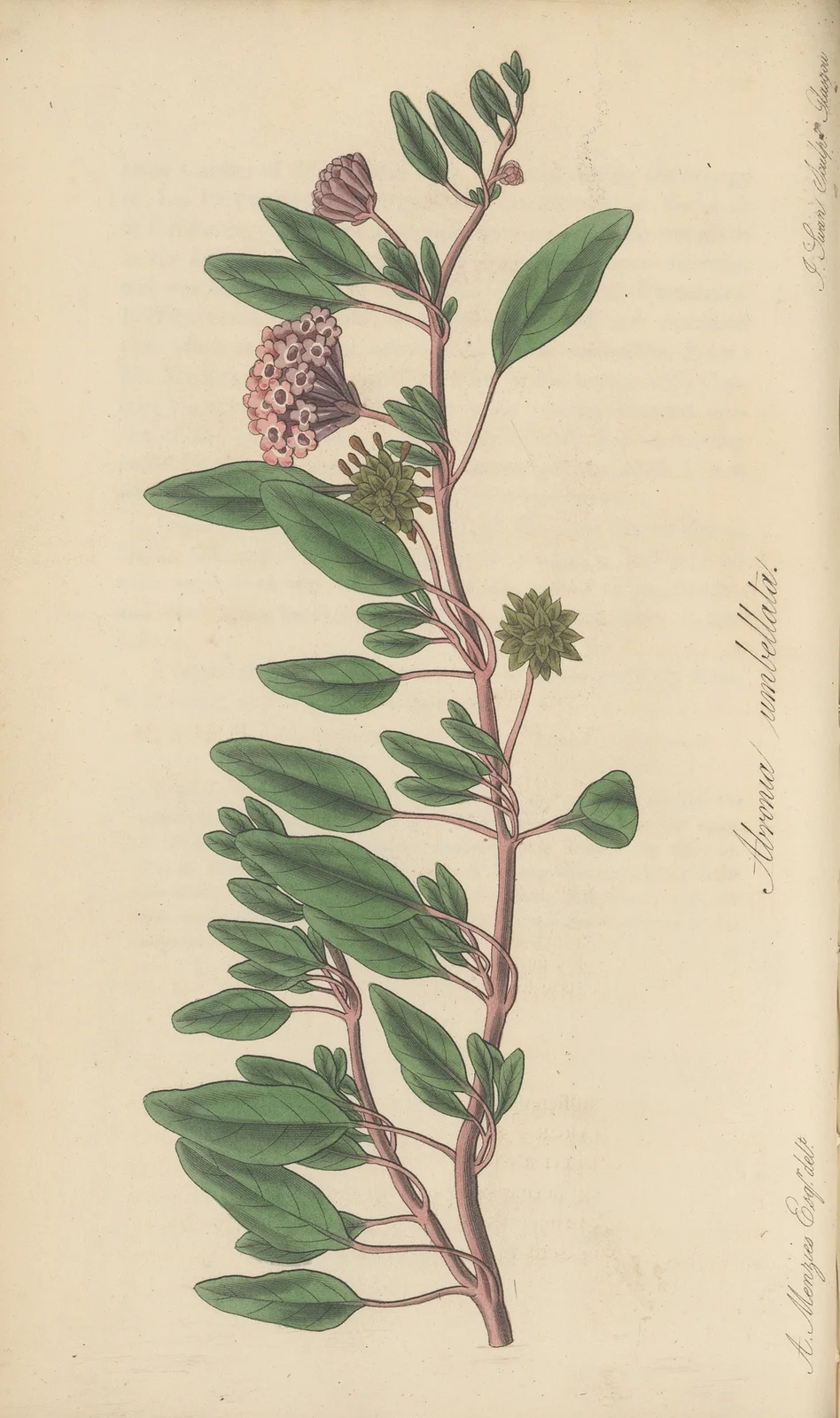 Arbronia umbellata av William Jackson Hooker