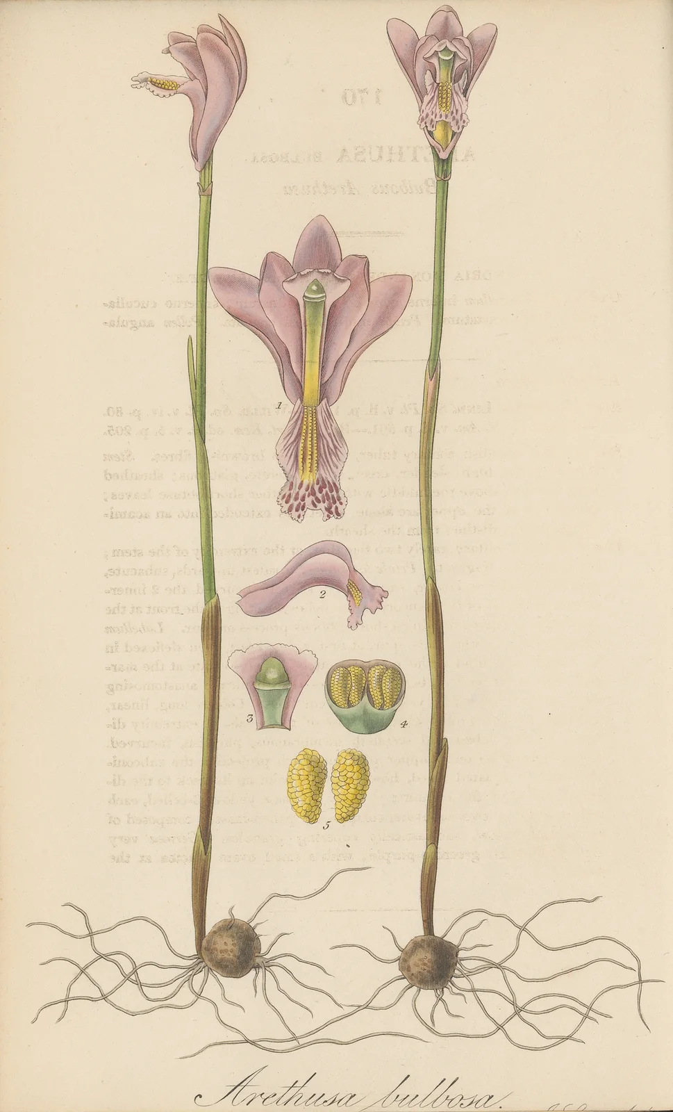 Arethusa bulbosa av William Jackson Hooker
