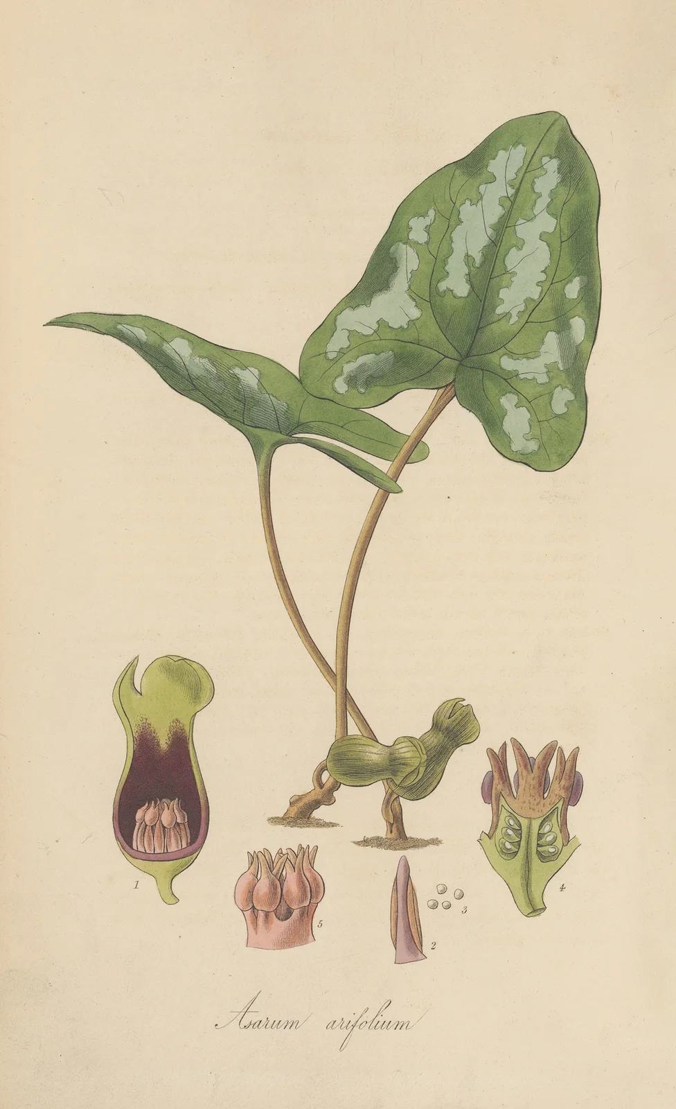 Asarum arifolium av William Jackson Hooker